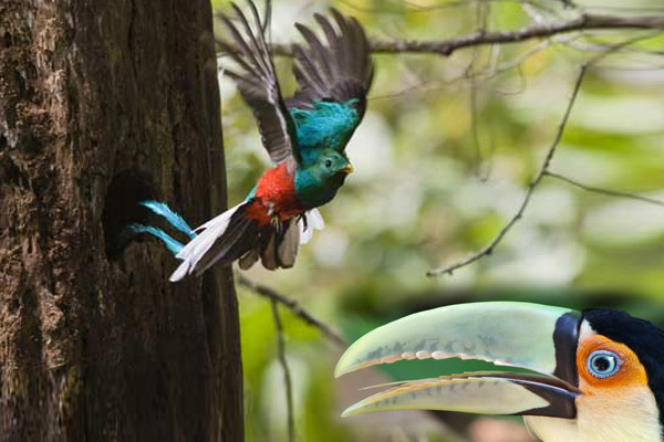 quetzal-vs-tucano