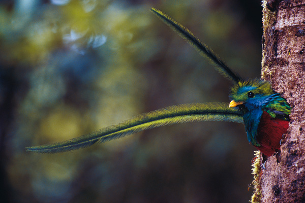 splendente-quetzal