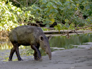 tapiro-di-baird
