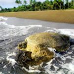 Parco Nazionale Tortuguero