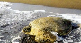 Parco Nazionale Tortuguero