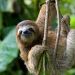 Fauna del Costa Rica: il Bradipo