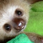 Sloth Sanctuary, l'unico orfanotrofio per bradipi al mondo 