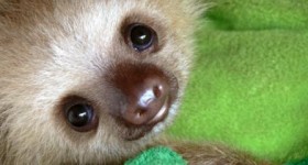Sloth Sanctuary, l'unico orfanotrofio per bradipi al mondo 