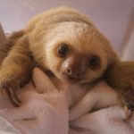 Il documentario con i cuccioli di bradipo dello Sloth Sanctuary 