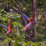 Parco Nazionale Corcovado, il luogo biologicamente più ricco del pianeta