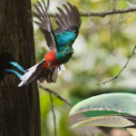 I cambiamenti climatici rendono rivali tucano e Quetzal