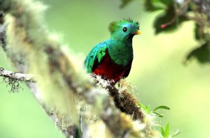 splendente-quetzal1