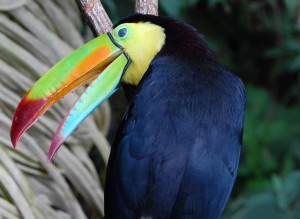 tucano