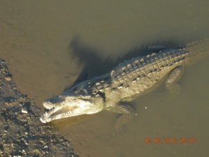 tarcoles-crocodile safari 03