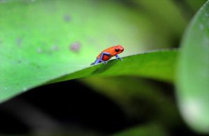 rana-pigmea-costa-rica