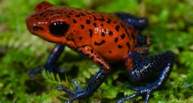 Fauna del Costa Rica: la rana pigmea