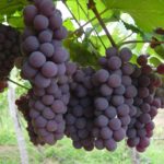 Italiano ha creato  la prima uva 100% costaricense