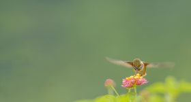 Scienziati Italiani in Costa Rica per studiare la biodiversità