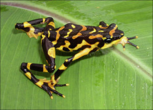 Rospo Arlecchino arancione e nero (Atelopus varius)