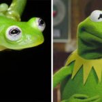 ECCO KERMIT: LA NUOVA RANA DI VETRO