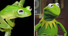 ECCO KERMIT: LA NUOVA RANA DI VETRO