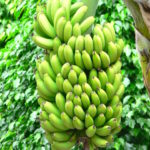 LE BANANE DELLA COSTA RICA