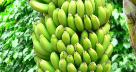 LE BANANE DELLA COSTA RICA