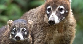 ANIMALI TIPICI DELLA COSTA RICA