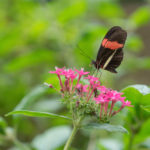 IL GIARDINO DELLE FARFALLE - MONTEVERDE