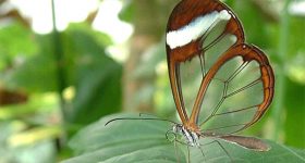 Nat Geo Costa Rica