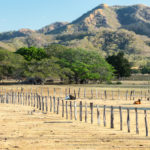 Perché vivere nella regione del Guanacaste fa bene alla salute?